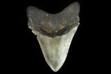 Fossil Megalodon Tooth - North Carolina #124952-2